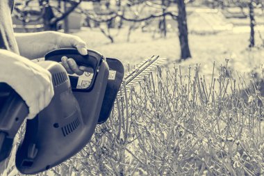 Kadın bahçıvan çitleri elektrikli çit makasıyla buduyor..