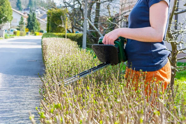 Jardinero femenino recortando cerca de arbusto verde con cortadores de setos eléctricos . —  Fotos de Stock