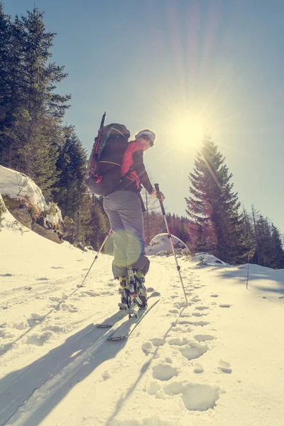 Female ski tourer ascending a forest slope. — Stock Photo, Image
