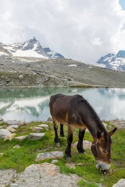 Transport donkey grazing grass near a mountain lake.