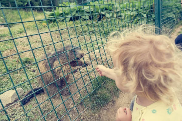 Menina loira bonito olhando para uma marmota selvagem em cativeiro . — Fotografia de Stock
