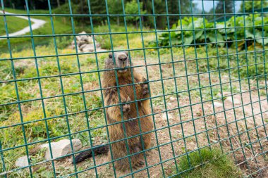 Vahşi dağ sıçanı araştırma için dağlık bölgede esir tutuluyor..