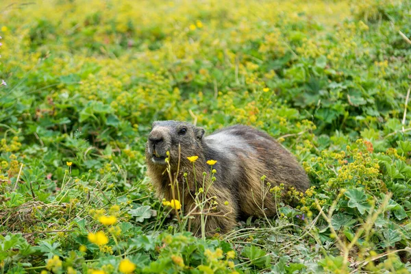 Marmota salvaje en su entorno natural caminando por el prado . —  Fotos de Stock