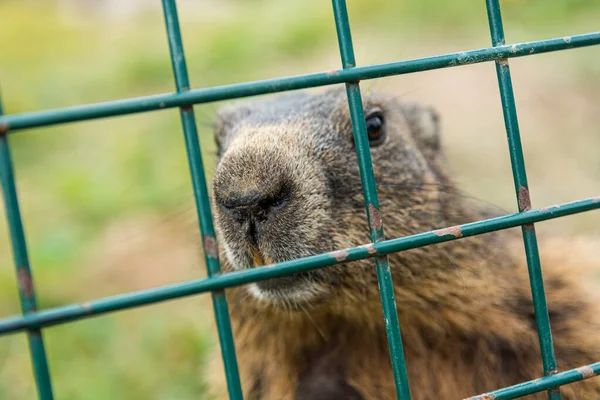 Detalle de la marmota detrás de las barras de hierro del entorno cerrado . —  Fotos de Stock