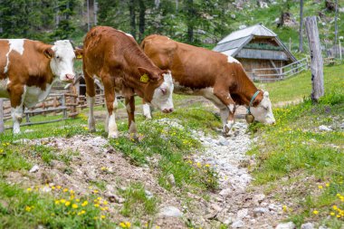 İnekler ormanla çevrili dağlık çayırlarda otluyor..