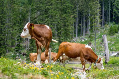 İnekler ormanla çevrili dağlık çayırlarda otluyor..
