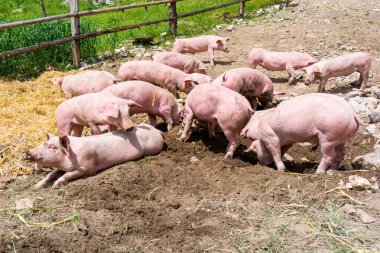 Domuzlar domuz çiftliğinde, hayvan dostu bir çevrede..