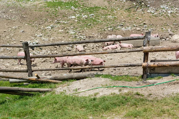 Porcos em uma fazenda de suínos ao ar livre em ambiente amigo dos animais . — Fotografia de Stock