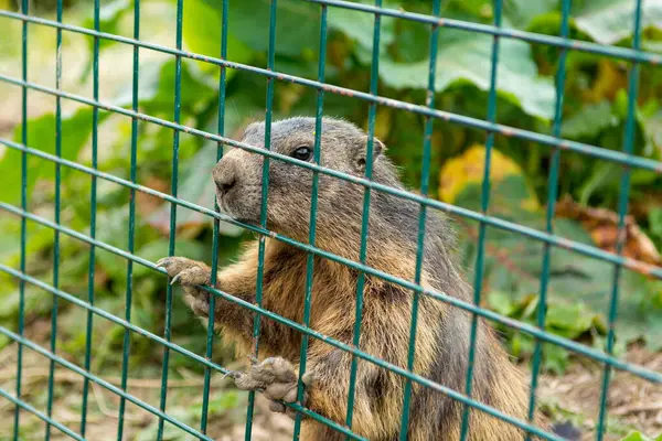 Detalle de la marmota detrás de las barras de hierro del entorno cerrado . —  Fotos de Stock