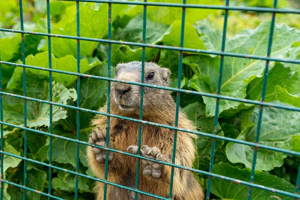 Detalle de la marmota detrás de las barras de hierro del entorno cerrado . —  Fotos de Stock