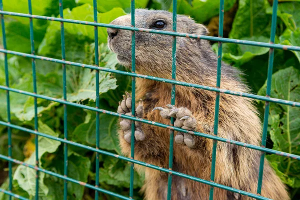 Detail sviště za železnými mřížemi uzavřeného prostředí. — Stock fotografie