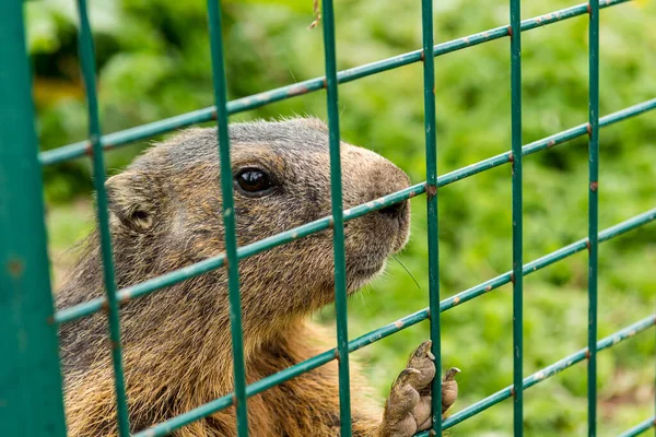 Detalle de la marmota detrás de las barras de hierro del entorno cerrado . —  Fotos de Stock