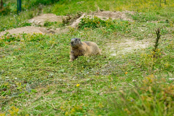 Marmota salvaje en su entorno natural caminando por el prado . —  Fotos de Stock