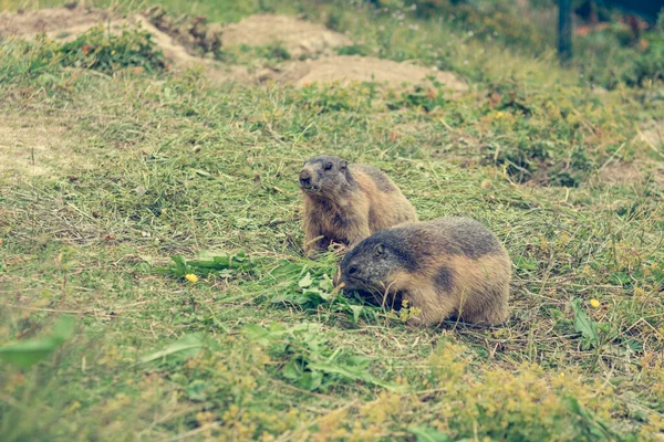 Par de marmotas selvagens alimentando-se de um pasto . — Fotografia de Stock