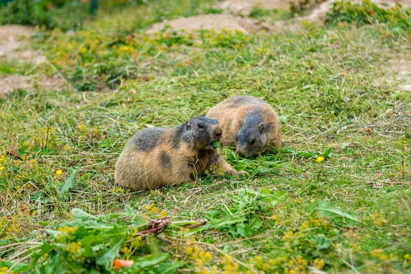 Pareja de marmotas silvestres alimentándose de un pasto . —  Fotos de Stock