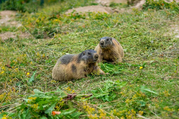 Pareja de marmotas silvestres alimentándose de un pasto . —  Fotos de Stock