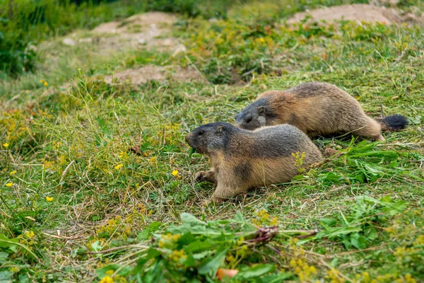 Pareja de marmotas silvestres alimentándose de un pasto . —  Fotos de Stock