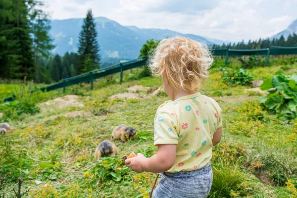 Menina loira bonito alimentando marmotas no zoológico petting . — Fotografia de Stock