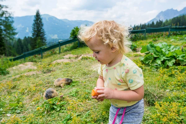 Menina loira bonito alimentando marmotas no zoológico petting . — Fotografia de Stock