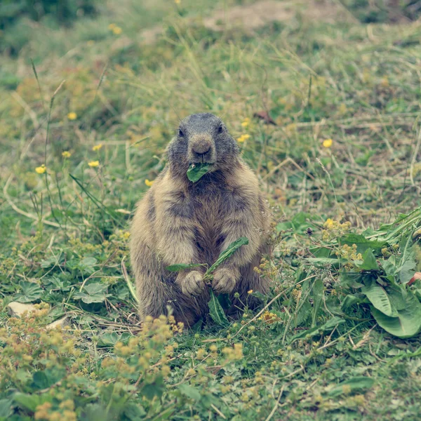 Retrato de la marmota salvaje alimentándose en el prado de montaña . —  Fotos de Stock