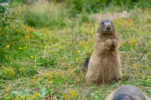 Retrato de la marmota salvaje alimentándose en el prado de montaña . —  Fotos de Stock
