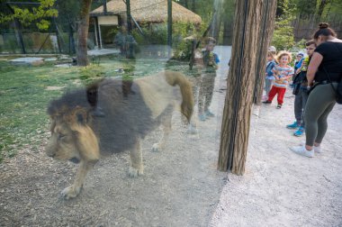 Ljubljana, Slovenya - 27 Nisan 2020: Ljubljana ZOO, Coronavirus kısıtlamalarının Mart ayında başlamasından sonra ilk kez açıldı.