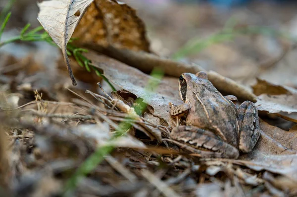 褐林蛙坐着，在落叶上摆姿势. — 图库照片