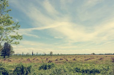 Sadece ağaç kütükleri kalmış temiz bir orman..