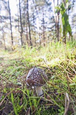 Kahverengi panter cap mantar güneşli gün