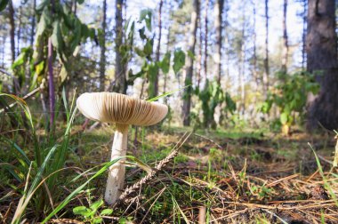 Güneşli bir gün, ölüm cap mantar yan görünüm