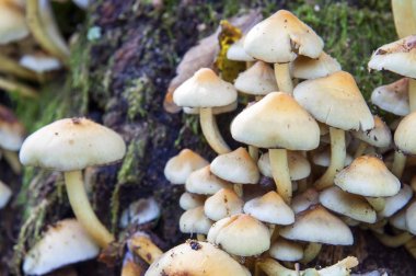 Çok kükürt tutam mantar