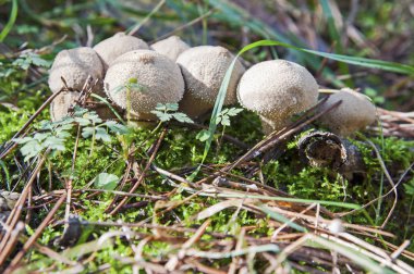 Küçük kurtmantarı mantar tarafından gelen