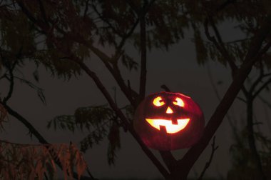 Cadılar Bayramı ağaçta aydınlatma kabak