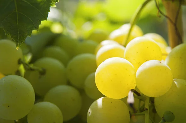 Ramo de uvas macro — Foto de Stock