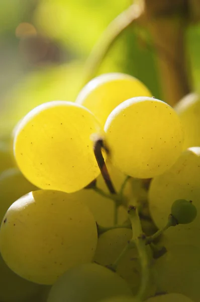 Ramo de uvas macro —  Fotos de Stock