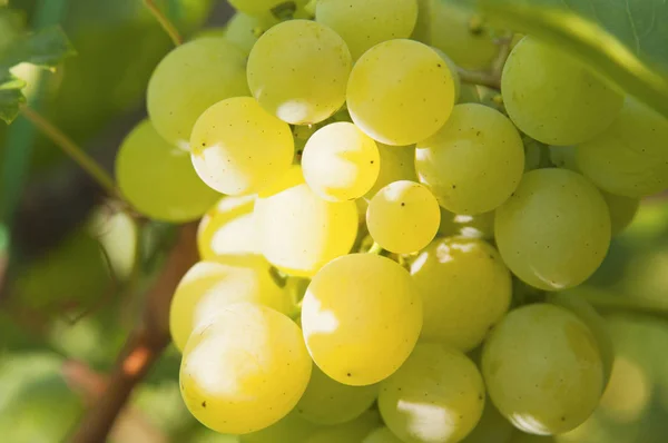 Bunch of grapes macro — Stock Photo, Image