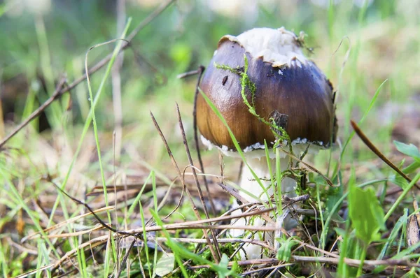 Beschädigte Panthermütze Pilz Seitenansicht bei sonnigem Tag — Stockfoto