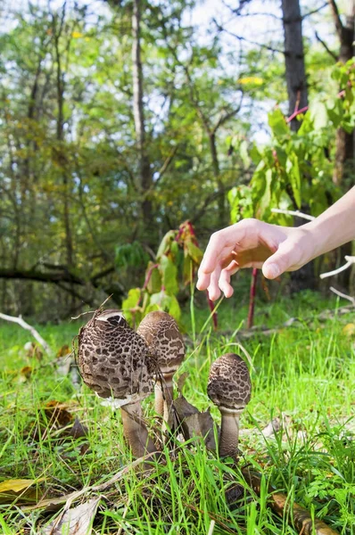 Parasol mushrooms with human hand — Stock Photo, Image