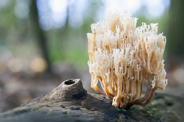 Cogumelo de coral coroa branca — Fotografia de Stock