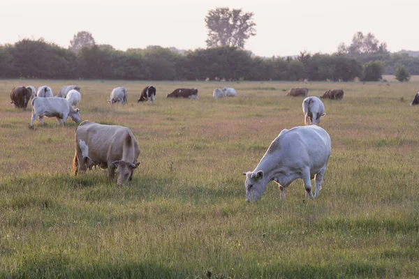 Krávy na louce — Stock fotografie