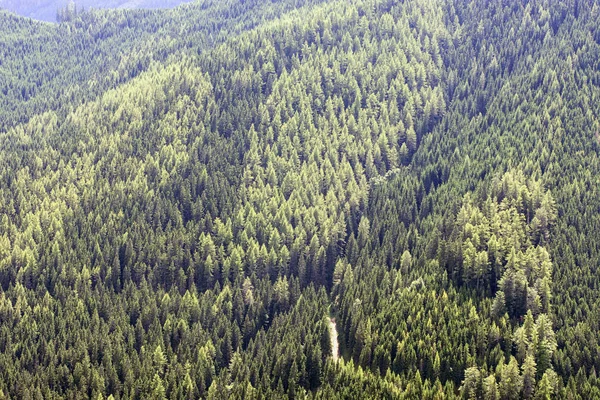 Bosque de pinos en los Alpes — Foto de Stock