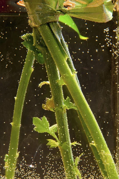 Květní stvol ve vodě — Stock fotografie