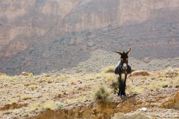 Burro em pé no deserto — Fotografia de Stock