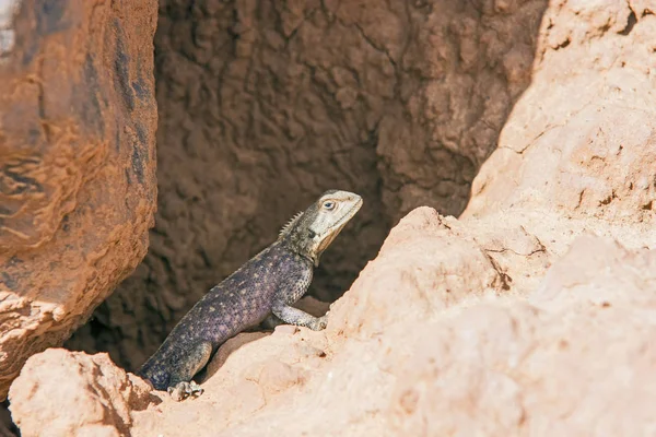 在沙漠中的蜥蜴 — 图库照片