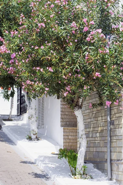 Leander ağaçlar Caddesi üzerinde Telifsiz Stok Fotoğraflar