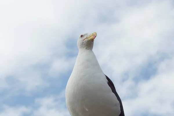 Gaviota Bajo Cielo Azul — Zdjęcie stockowe