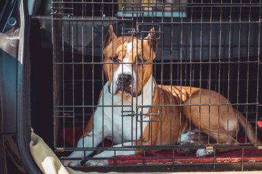 Metal kafeste oturan pitbull teriyeri. Köpek sergisi, göster