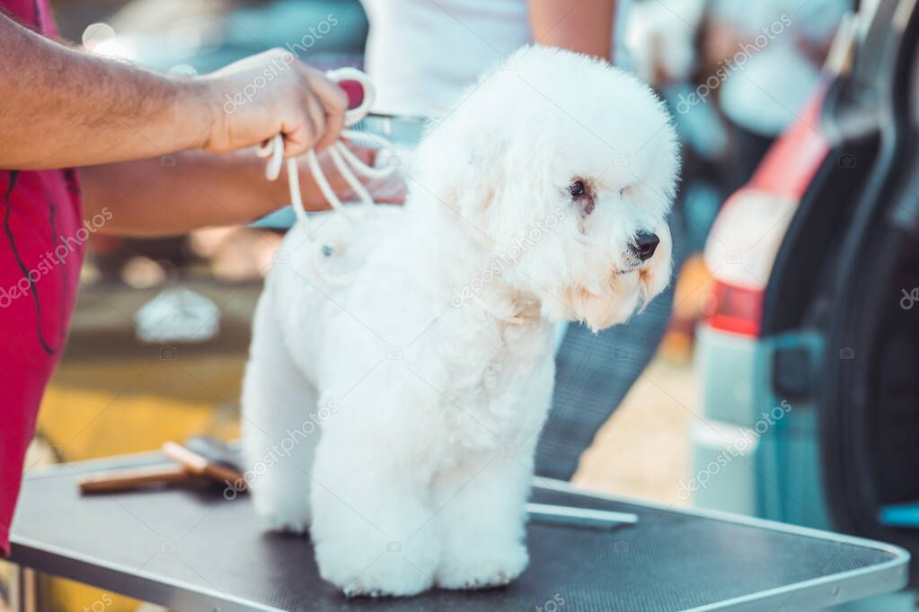 Grooming bichon dog for the show. Dog exhibition