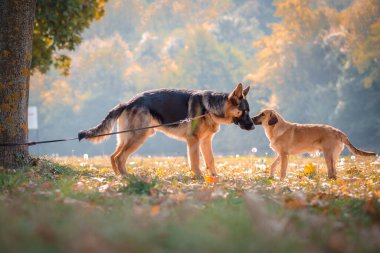 Güzel Alman Sheppard parkta başıboş bir köpekle kokluyor. Sonbahar renkleri.