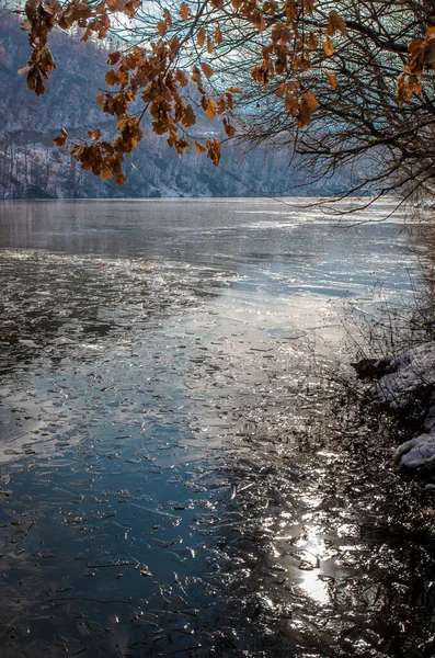 Doğa fotoğrafı, buz parçalarıyla dolu nehir ve portakal yapraklı ağaç dalları.. — Stok fotoğraf
